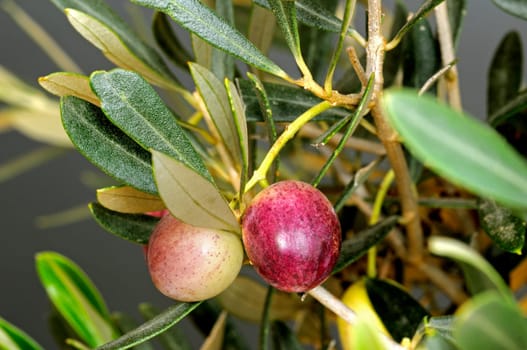 Half-ripe fruit on an olive tree