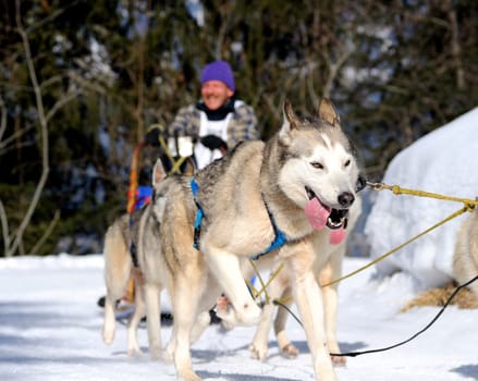 Sled dog team