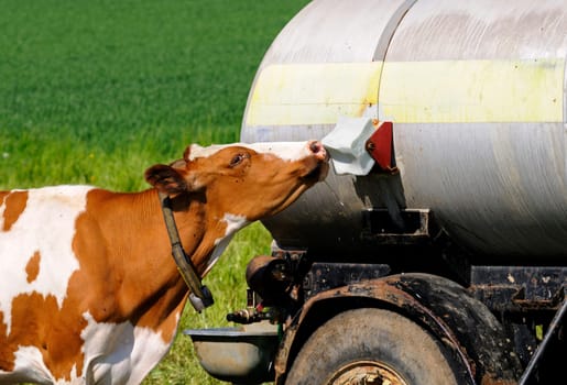 Cow licks a salt lick