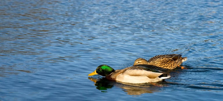 Duck Swimming Competition