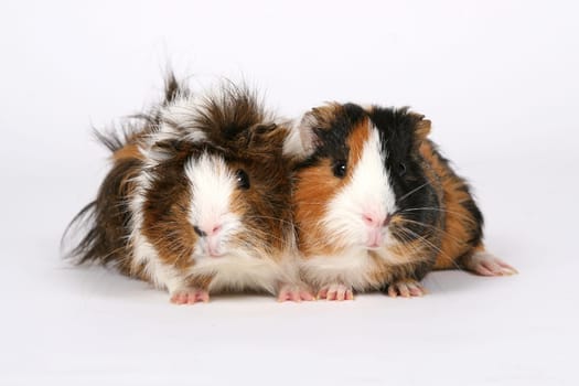 Guinea pig couple