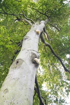 Trunk of old beech
