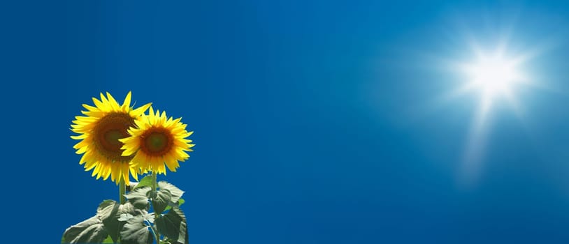 sunflowers over clear sky