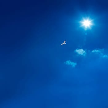 the bird is flying in peacefull blue sky