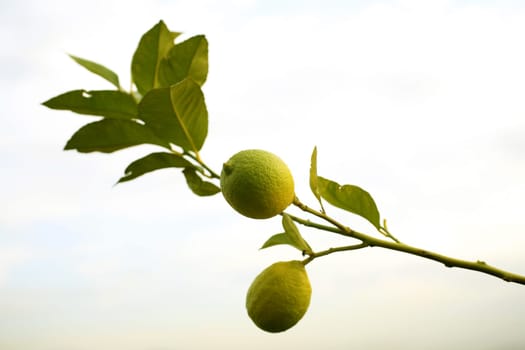 lemon tree