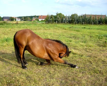 Circus lesson horse