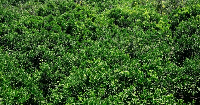 green leaves image