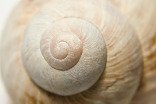 Snails