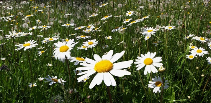 Mageritenwiese