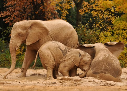 an Asian ( middle ) and two African elephants taking a sand bath.