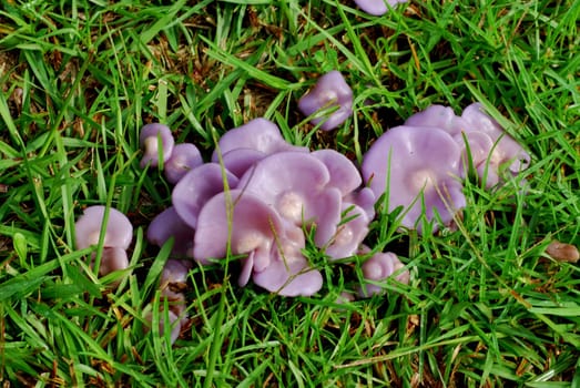 purple jelly drops,ascocoryne sarcoides