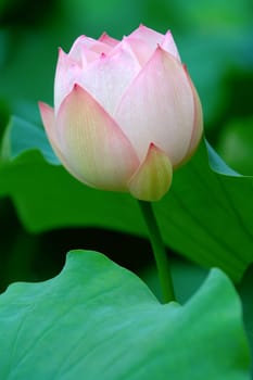 Pink lotus flowe