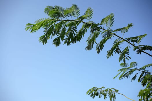 locust tree
