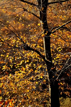 fall time in forest