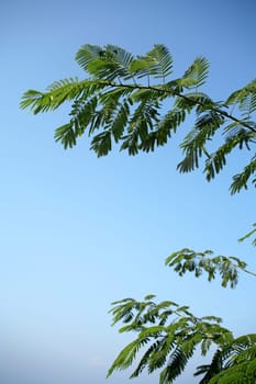 locust tree
