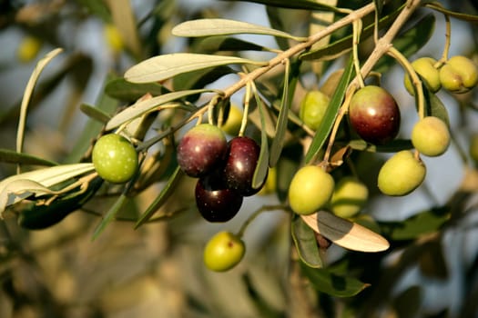 olive tree