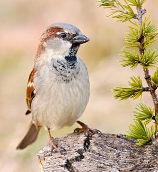 Bird
