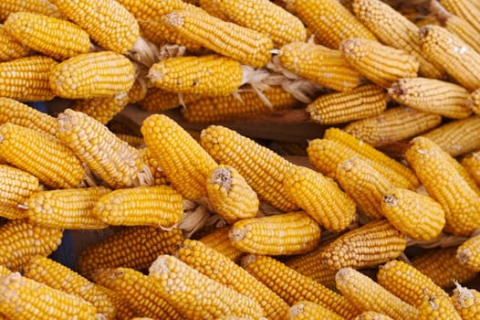 Corn