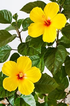Yellow Hibiscus