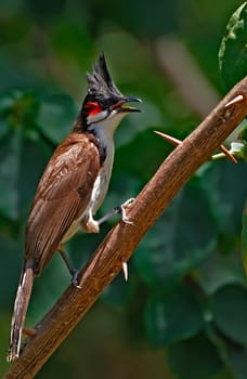 Red-whiskered Bulbul