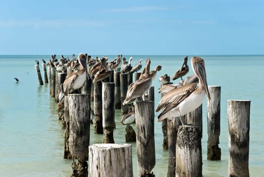 Brown - Pelicans on pier in Florida,USA