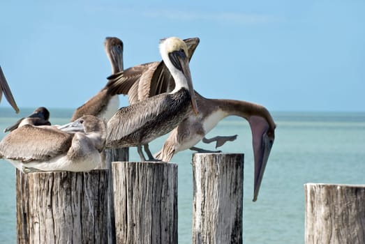 Brown - Pelicans on pier in Florida,USA