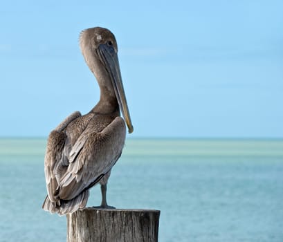 Brown - Pelican on pier in Florida,USA
