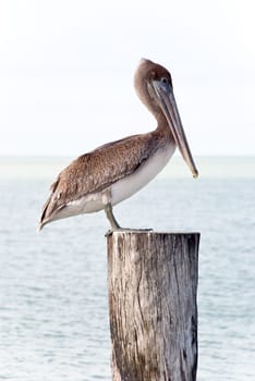 Brown - Pelican on pier in Florida,USA