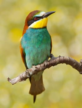 Bird precious