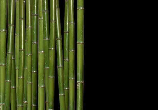 bamboo background