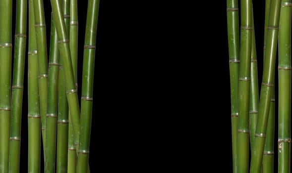 bamboo background