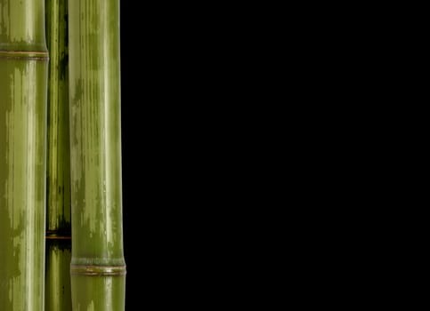 bamboo background