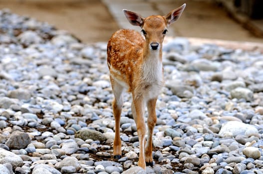 Fumfawn,inappropriate animal husbandry