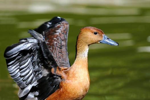 Yellow Whistling Goose,Yellow-breasted Whistling Goose,Dendrocygna bicol
