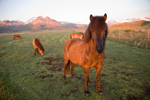 Icelandic Horses