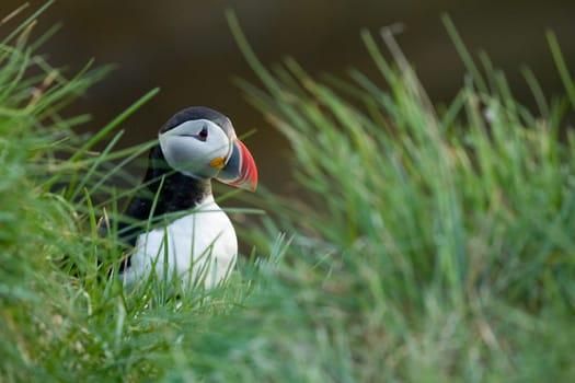 Puffin