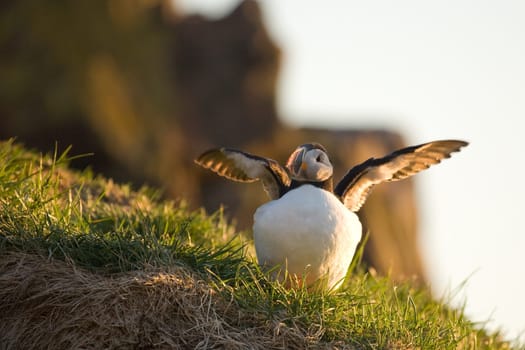 Puffin