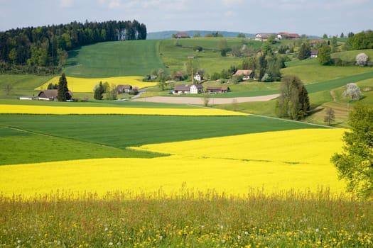 Rapeseed fields