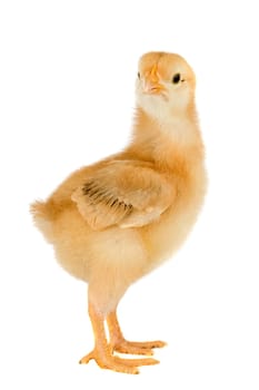 Yellow little chicken