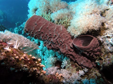 Funnel sponge