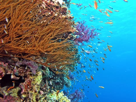 Coral reef