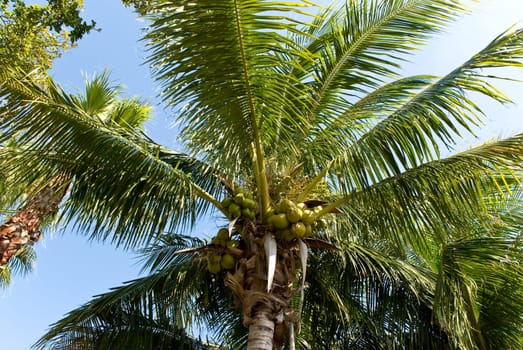 Coconut Palm in Florida