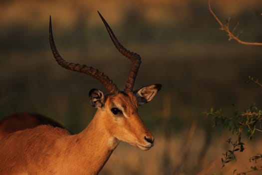 Portrait of an impala (Aepyceros melampus) in the Okavango Delta,Botswana