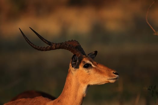 Portrait of an impala (Aepyceros melampus) in the Okavango Delta,Botswana