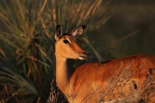 Portrait of an impala (Aepyceros melampus) in the Okavango Delta,Botswana