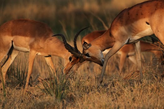 Two fighting impalas (Aepyceros melampus) in the Okavango Delta,Botswana