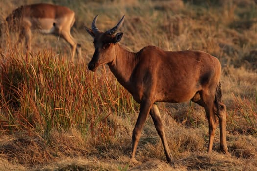Eurasian antelope (Alcelaphus buselaphus) in the morning light in the Okavango Delta,Botswana