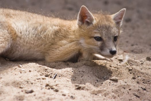 Young swift fox