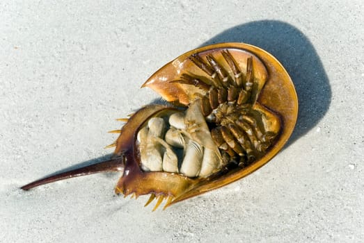 horseshoe crab on beach