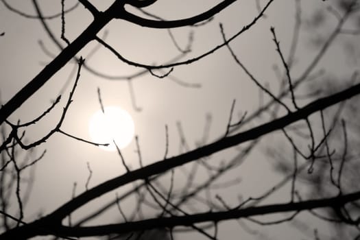 Winter Sun